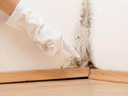 Best Commercial Mold Inspection in West Rancho Dominguez, CA